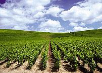 Deluxe Drivers : Wine and gastronomy