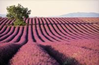 Deluxe Drivers  : Tour Provence